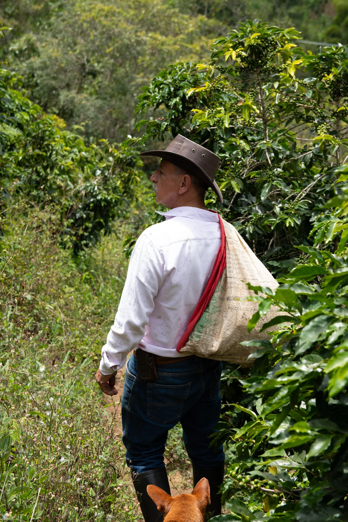 Coffee producer connected to the Coffee Chat farm